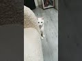 #cat ❤️