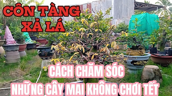 So sánh mai chiếu thủy lá lớn và lá nhỏ