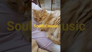 You can relax endlessly with the sound of a cat's purr. #adorablecats