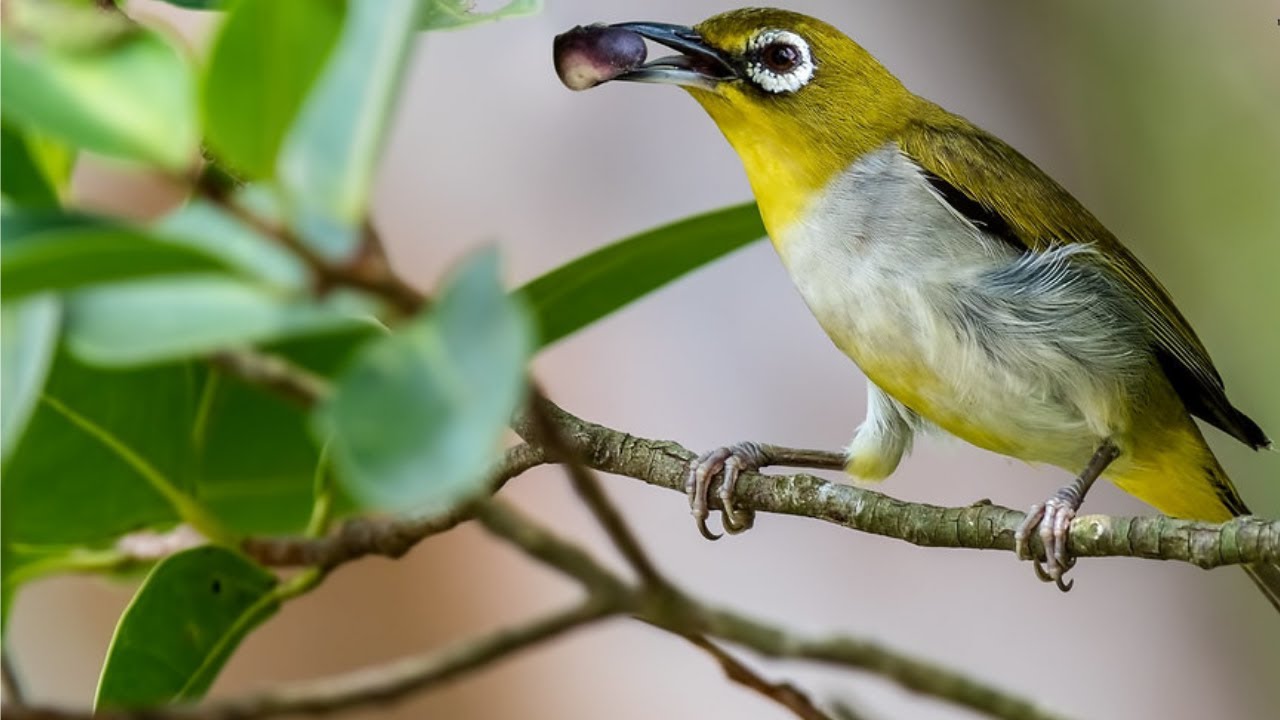 Khuyên mái kích trống , kích bổi nhanh căng lửa nhất