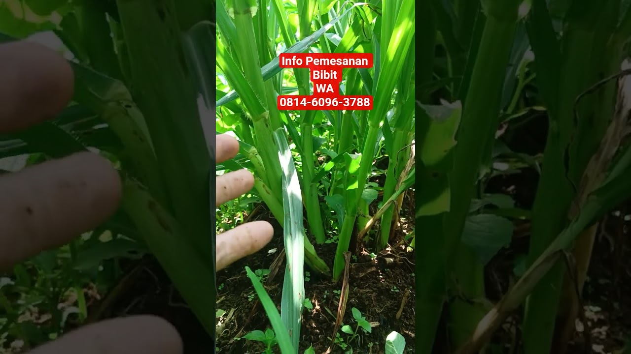 Update pertumbuhan rumput Odot super usia 6 Minggu dari tanam