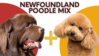 Newfoundland Poodle Mix  A Unique and Loving Breed