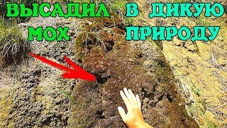 ЭКСПЕРИМЕНТ! АКВАРИУМНЫЙ МОХ В ДИКОЙ ПРИРОДЕ!!! ЭКСПЕРИМЕНТ! АКВАРИУМНЫЙ МОХ В ДИКОЙ ПРИРОДЕ!!!