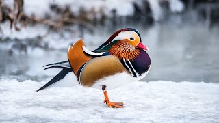 Mandarin Ducks: Most Colorful Nature's Beauty! 🦢🌈