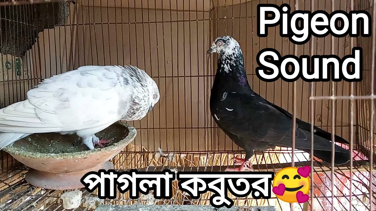 আমার দেখা সেরা কবুতরের ডাক❣️|Noises | Pigeon Sound | Dove Sounds | Pigeon Calling Sound| Pigeon Bird