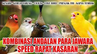 MASTERAN KASARAN KENARI GEREJA TARUNG PRENJAK TIR CILILIN KAPAS LOVE BIRD KAPAS TEMBAK