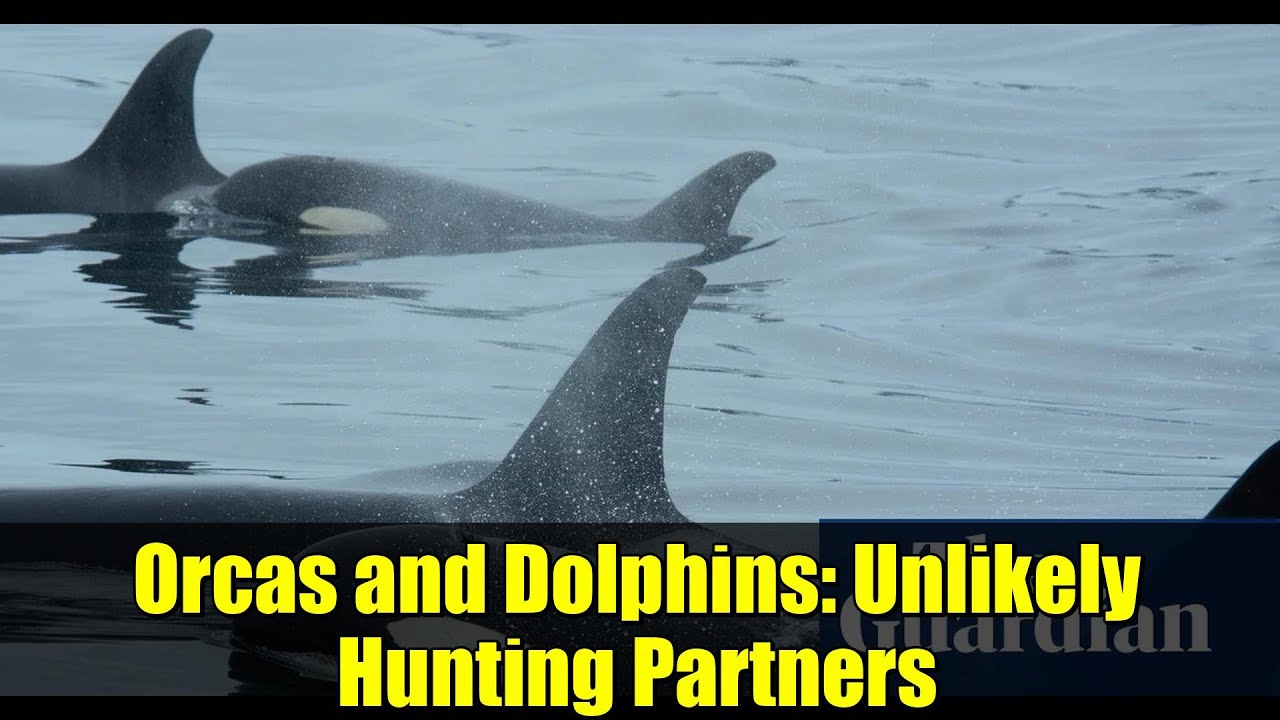 Orcas and Dolphins: Unlikely Hunting Partners | Nature's Surprising Alliance