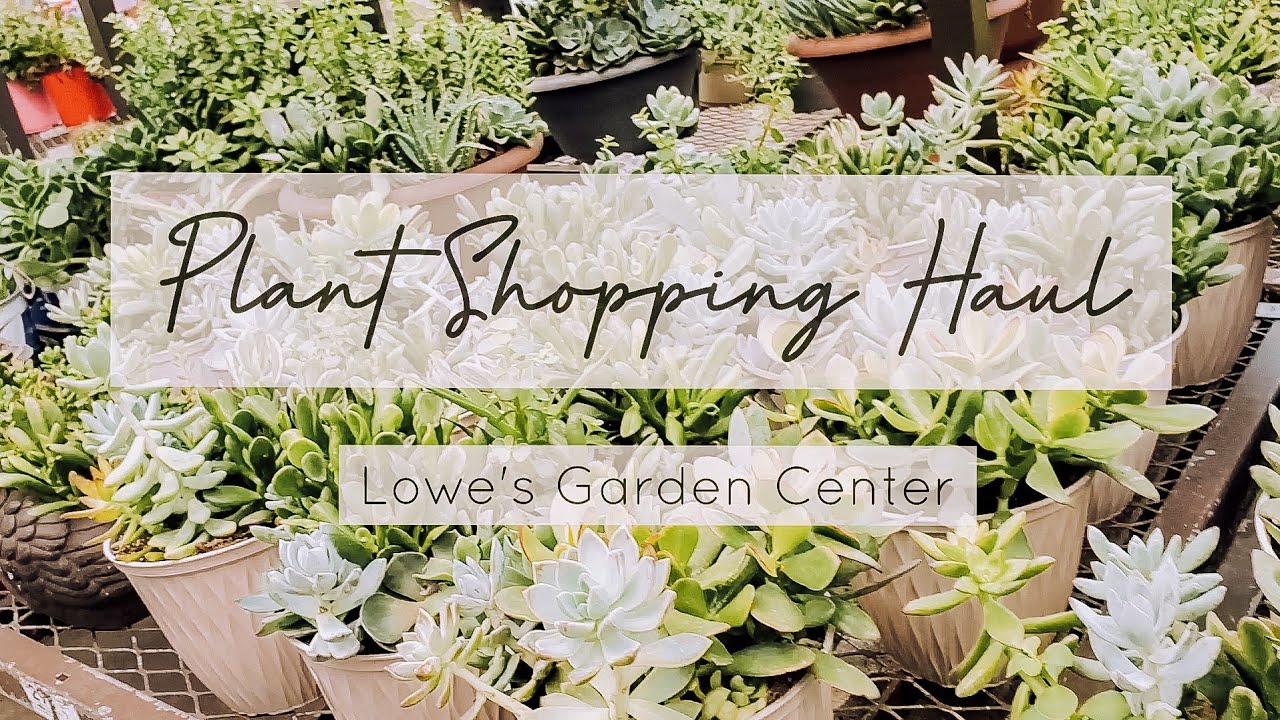 Plant Shopping Haul 2020 At Lowe S Garden Center Youtube