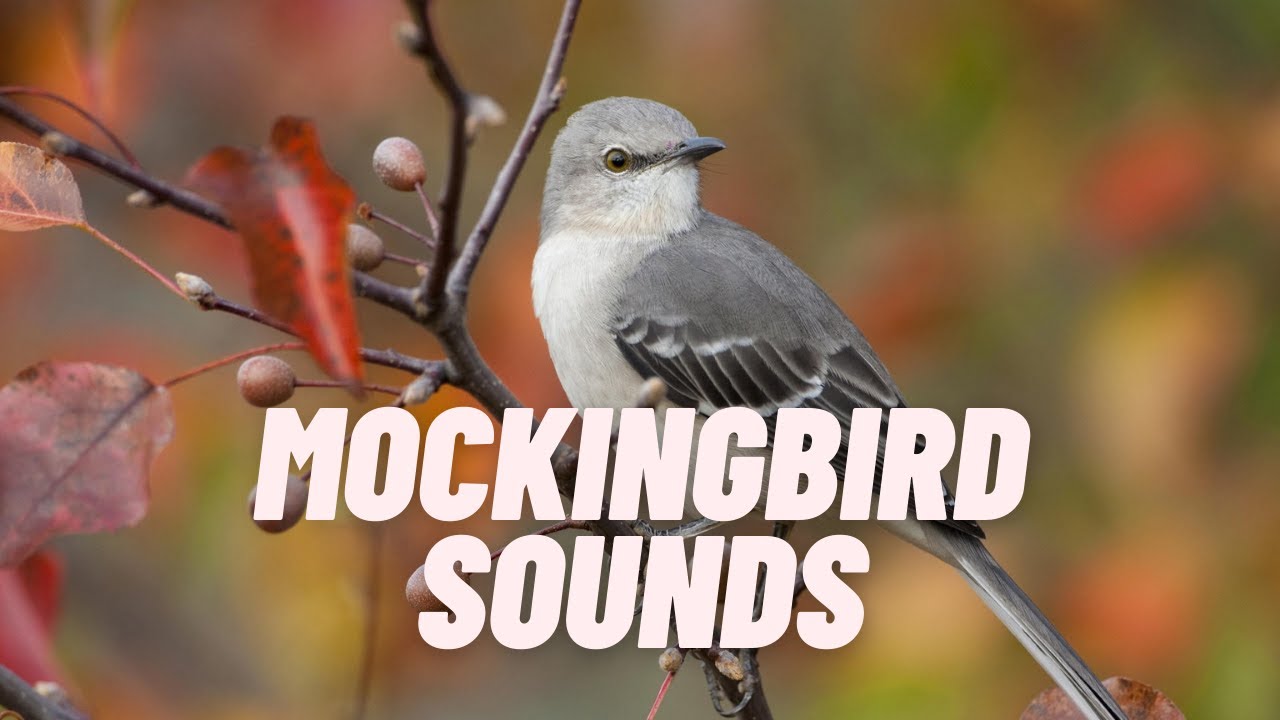 Mockingbird Bird Song  | Bird Call |  Bird Calling |  Chirps | Lissen Birds | Spring Chirping Songs