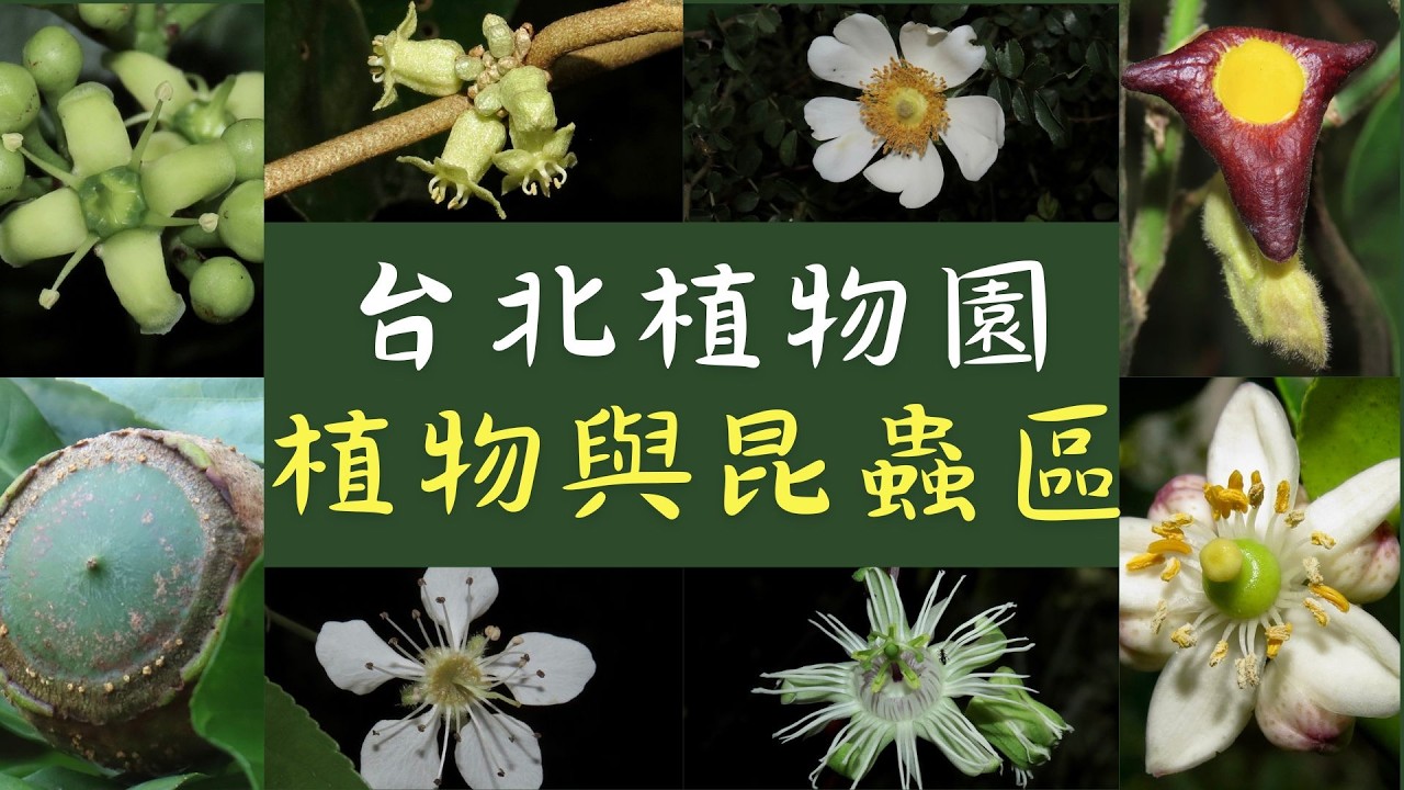 各種特別又好看的馬兜鈴都在這裡，欣賞蝴蝶和蜜蜂在花間飛舞，植物與昆蟲區，展現最美好的大自然生命力！