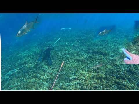 Camp & Spearfish 48 Miles Offshore Lots Of Fish Everywhere CATCH & COOK