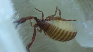 false scorpions in insectarium