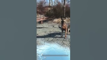 🐶DOGMEAT🥰 GUEST STARS Fallout 76 TV SERIES dogmeat APPEARS "Fan Made" Fallout show Fallout 76 shorts