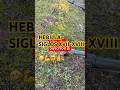Hebilla Siglo XVII-XVIII  #tesoros #metaldetecting #aventura #metal detector #noktalegend #treasure