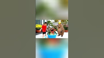 Capy cùng anh giúp bà tắm cho con Crocodilo Bombardino và cái kết #capybara