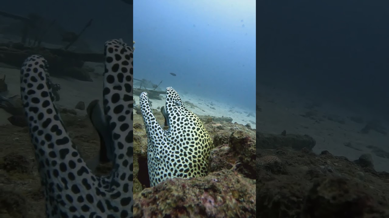 Leopard Moray 