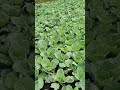 Cuckoo Voice Cabbage Farm Cuckoo Cabbage Shortvideo Viral Cuckoo Voice Cabbage Farm Cuckoo Cabbage Shortvideo Viral