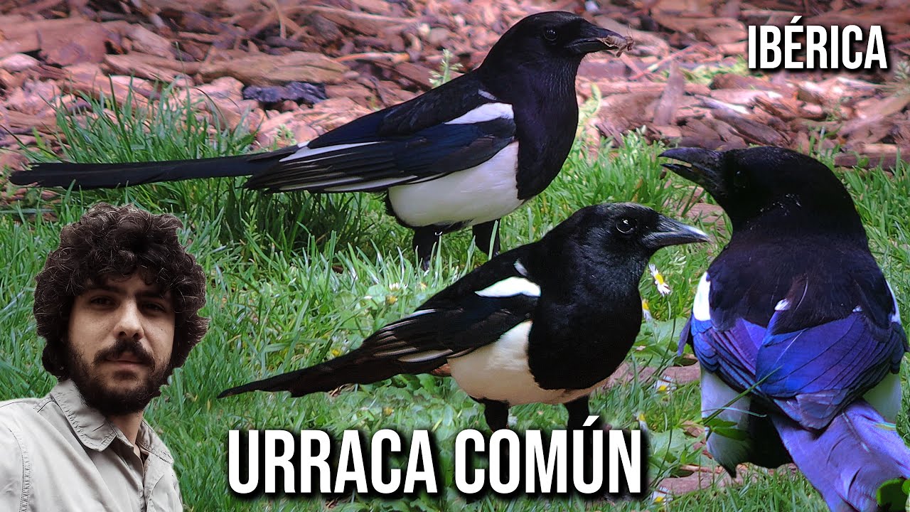 pica pica melanotos Urraca común 4K (Pica pica melanotos) Eurasian magpie, Pie bavarde, Elster,  Gazza, Pega rabuda