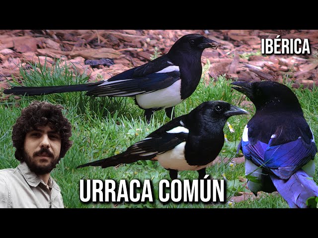 pica p. melanotos Eurasian magpie 4K (Pica pica melanotos) Common Magpie