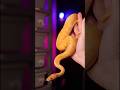 Super Orange Dream UltraSun Ball Python | #ballpython #snakes #snake