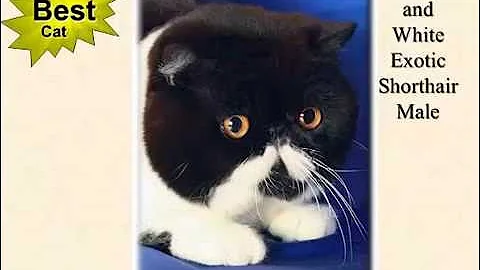 Video 11893581: cat american, american pet, cat best pets, kitten