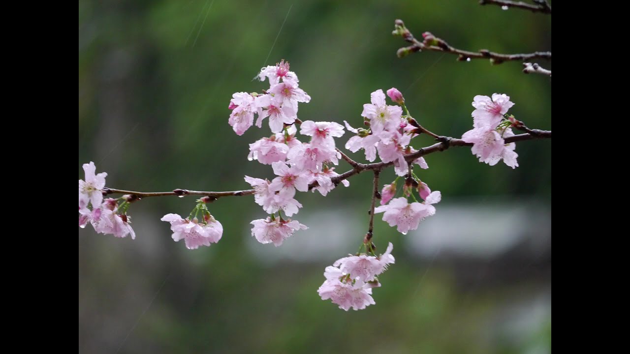 My Photo Album-Flowers in a Rainy Day: Panasonic Lumix G5 #1 - with Lumix G Vario 45-200mm f/4.5-5.6