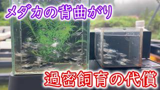 【めだか】背曲がりの先天性と後天性。過密飼育は要注意。Ｂ型おやじ　2026年　6月　29日　投稿