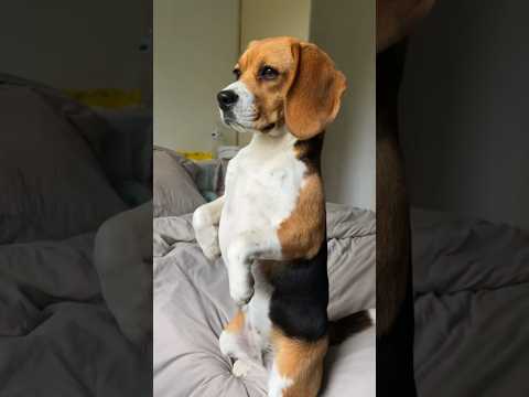 ¡Así crece un Beagle!