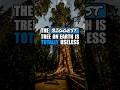 The Biggest Tree on Earth Is Totally Useless