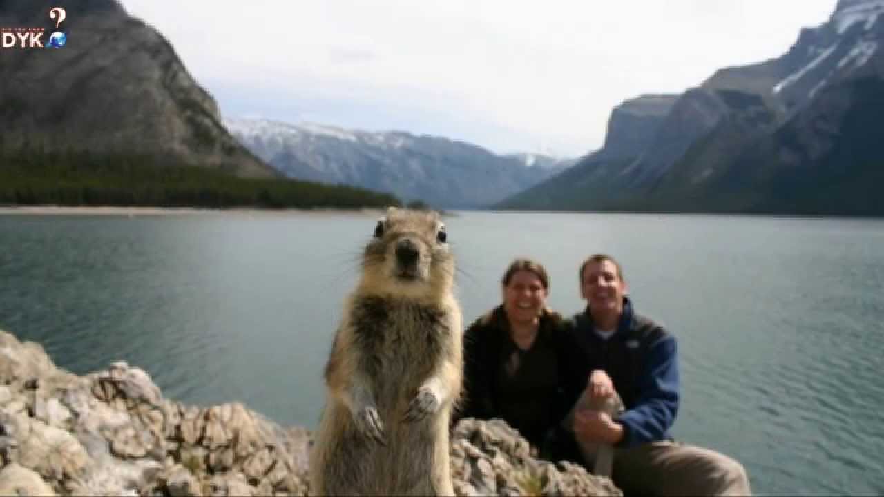 TOP 10 Incredibly Hilarious Animal Photobombs