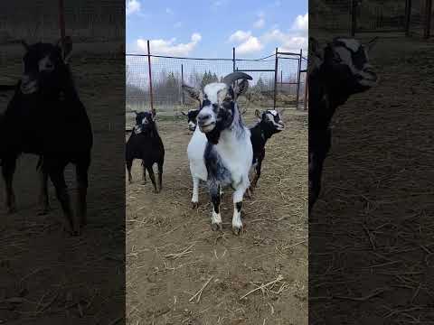 Банда камерунских коз в Подмосковном сафари-парке #забавныеживотные #funnyanimals #wildanimals