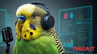 How Often Do Budgies Lay Eggs?
