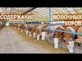 Молочная ферма Кохман. Содержание молочных коров на глубокой подстилке