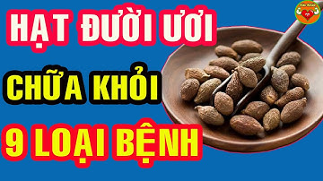Hạt Đười Uơi, Biết Cách Dùng Chữa BÁCH BỆNH - Tốt Gấp 100 Lần Nhân Sâm