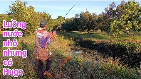 Câu cá lóc_Tiếp tục ngày gió lại đụng Hugo @Hữunghị tv