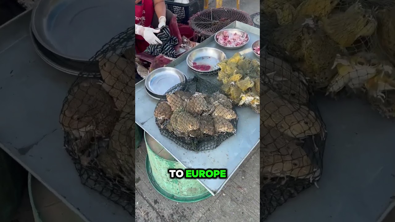 Why Frog Meat Is Popular in Thailand & China 