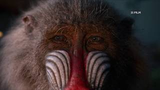 Kralj Lavova - U Kinima