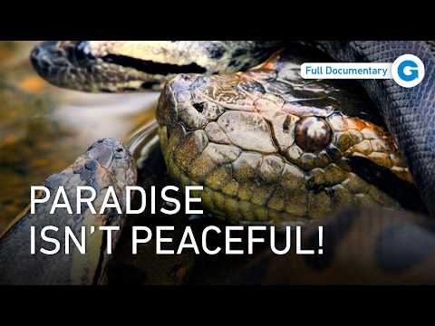 Islands of Survival: Wildlife of the Caribbean documentary thumbnail