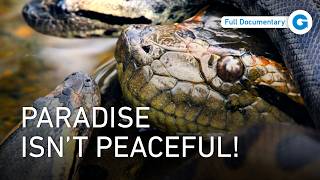 Islands of Survival: Wildlife of the Caribbean | Full Documentary