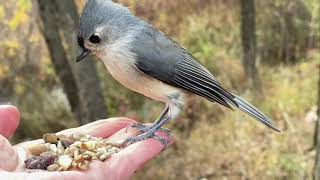 Hand-feeding Birds in Slow Mo - Tufted Titmouse