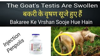 Goat testis are swelling|Bakray k kaporay sojh gay treatment Baghban pura goat farm