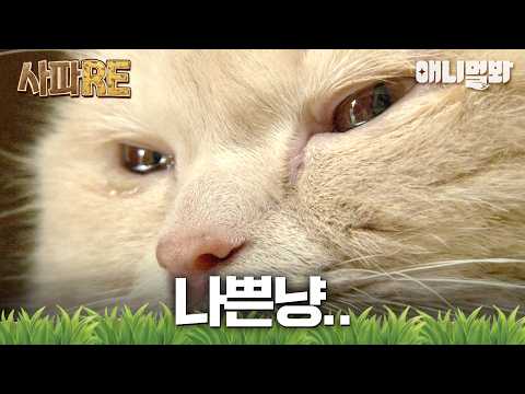 [SapaRE] You’re such a bad kitty..! 💘 The greatest dilemma in a cat’s life, love?! #AnimalFarm