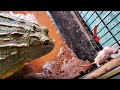 Warning  giant african bullfrog eats 5 mouse  live feeding