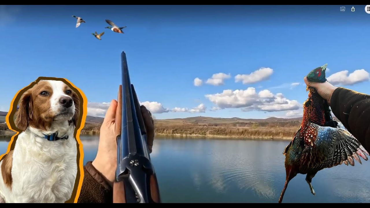 Too many pheasants , one of the best hunting day! hunting dog outdoors doglover YouTube
