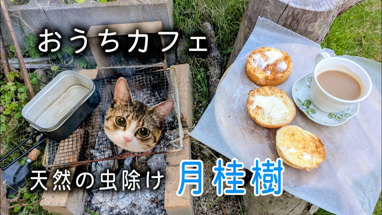 庭でひとりおうちカフェ☕猫がいてゆっくり出来たら、それで十分じゃない?手作りパンを網焼きして、いらっしゃっいませ~って私、ひとり。(笑)