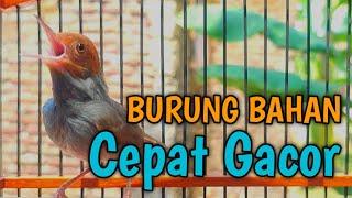 Download lagu Suara Prenjak Tamu Jantan Gacor - Pancingan Ampuh Bikin Burung Prenjak & CIBLEK Bahan Cepat Bunyi