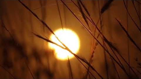 اوليس الله بأعلم بما في صدور العالمين القارئ عبدالرحمن مسعد✨💞