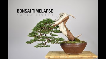Bonsai Timelapse - Sabina Juniper