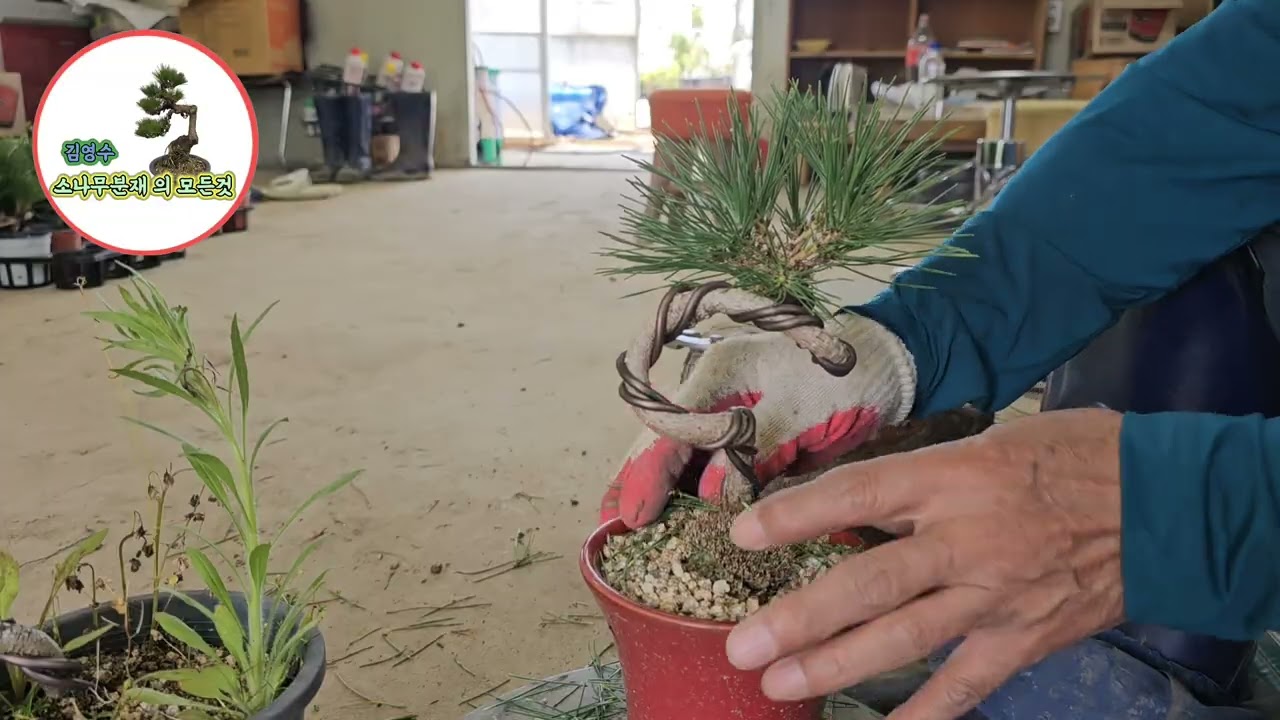영상에올렸던 소나무 그후.,?