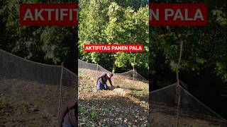 Aktifitas Panen Pala #muhidintni #pala #nutmeg #spices #panen #tanaman #pohon #kebun #berkebun #fyp